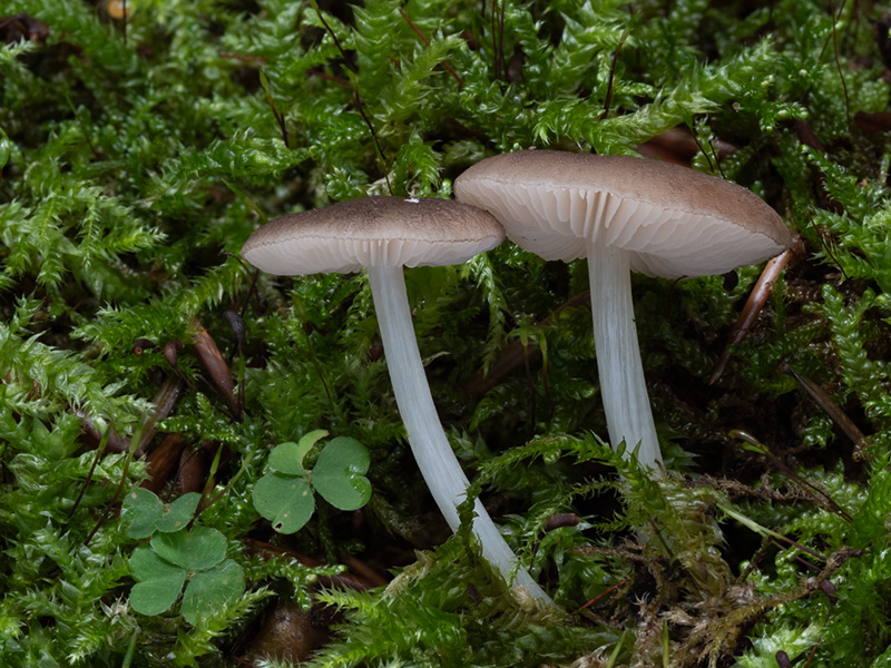 Pluteus nanus Pluteus nanus